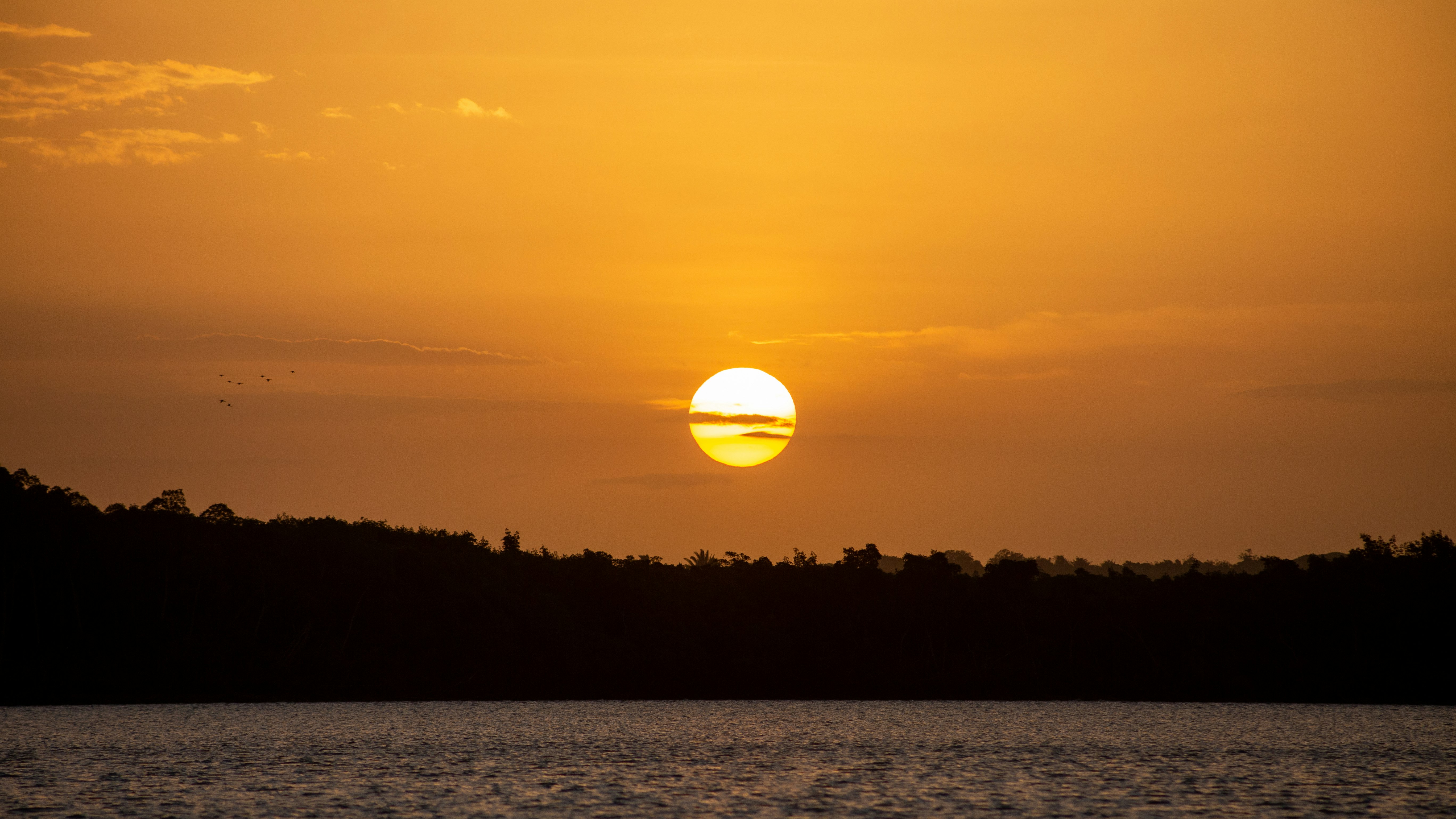 silhouette of trees during sunset